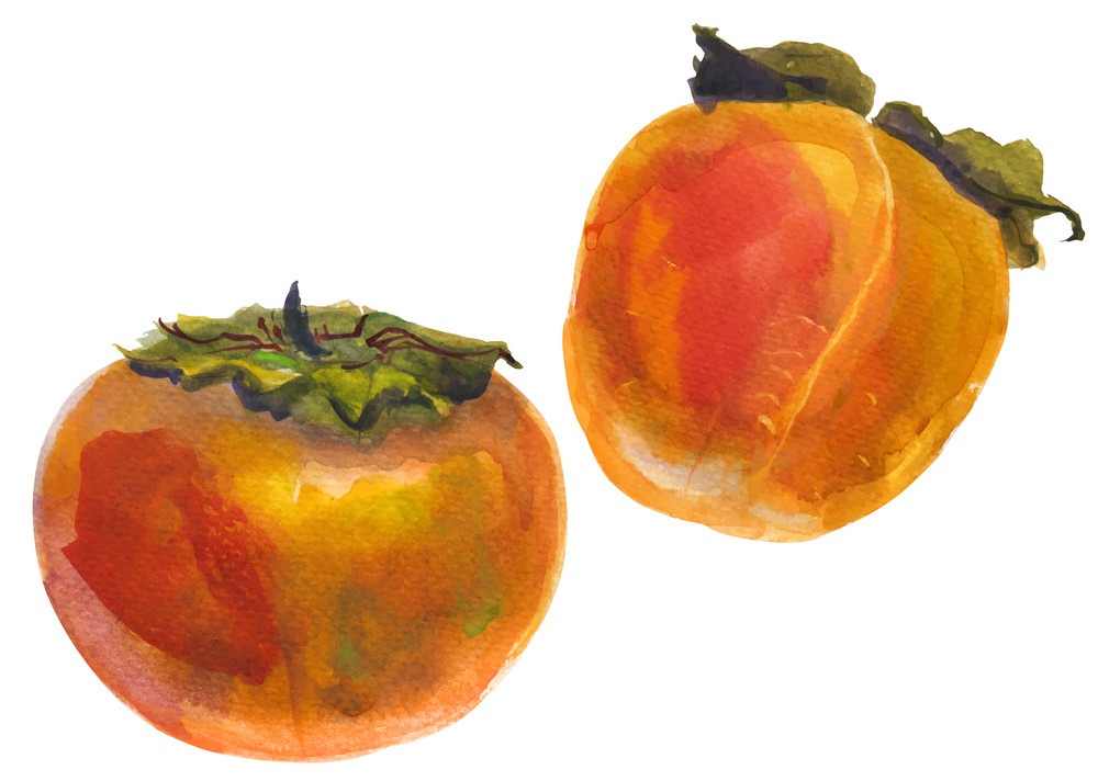 two watercolor persimmons