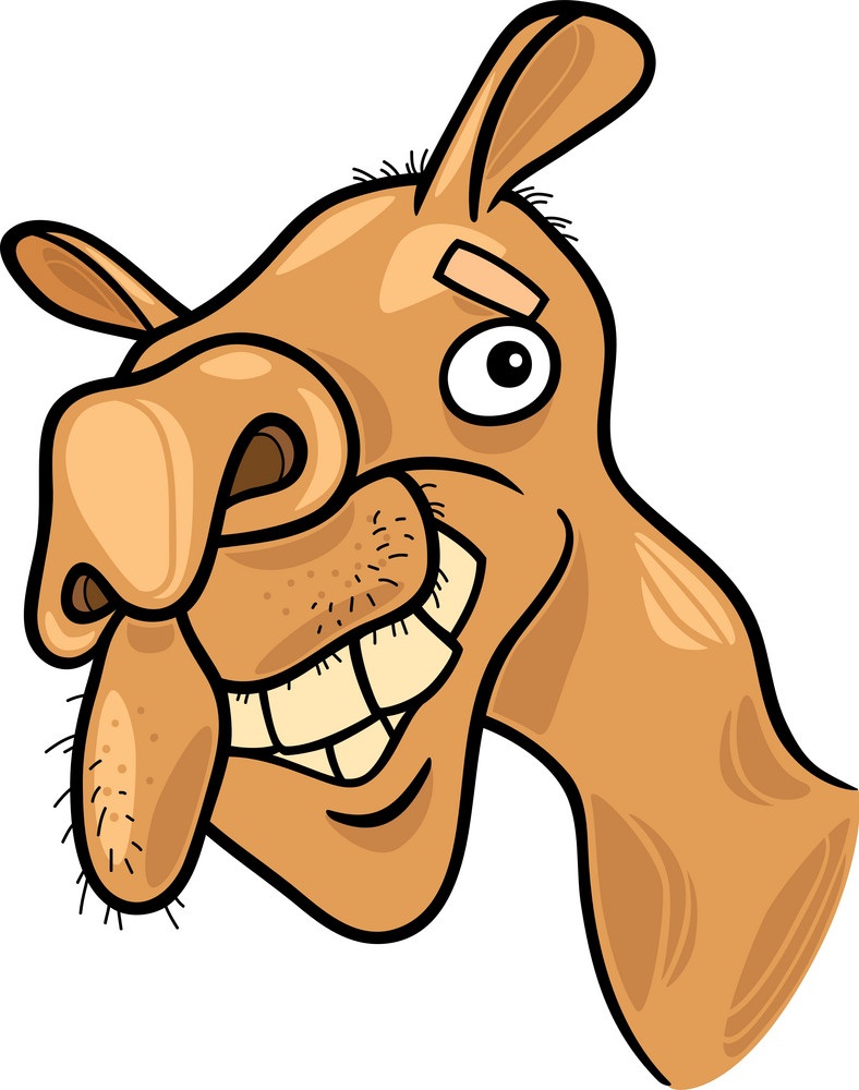 ugly dromedary camel