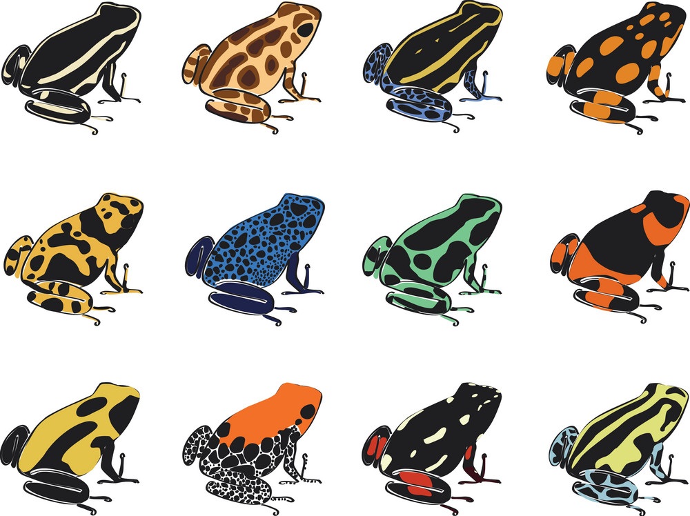 various species of poison-dart frogs