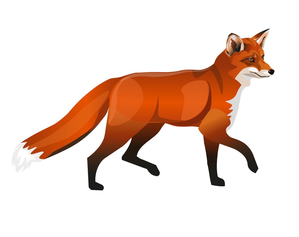 walking red fox