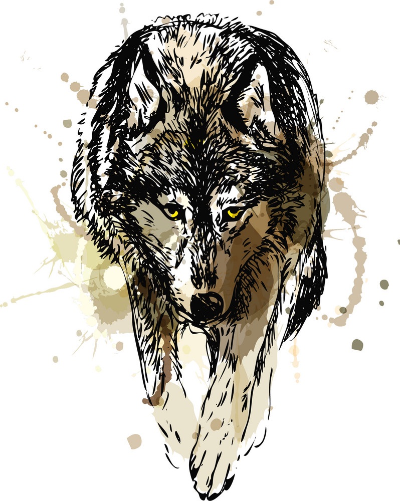 walking wolf sketch