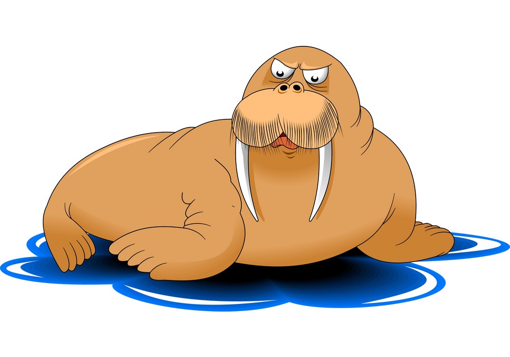 walrus looks angry