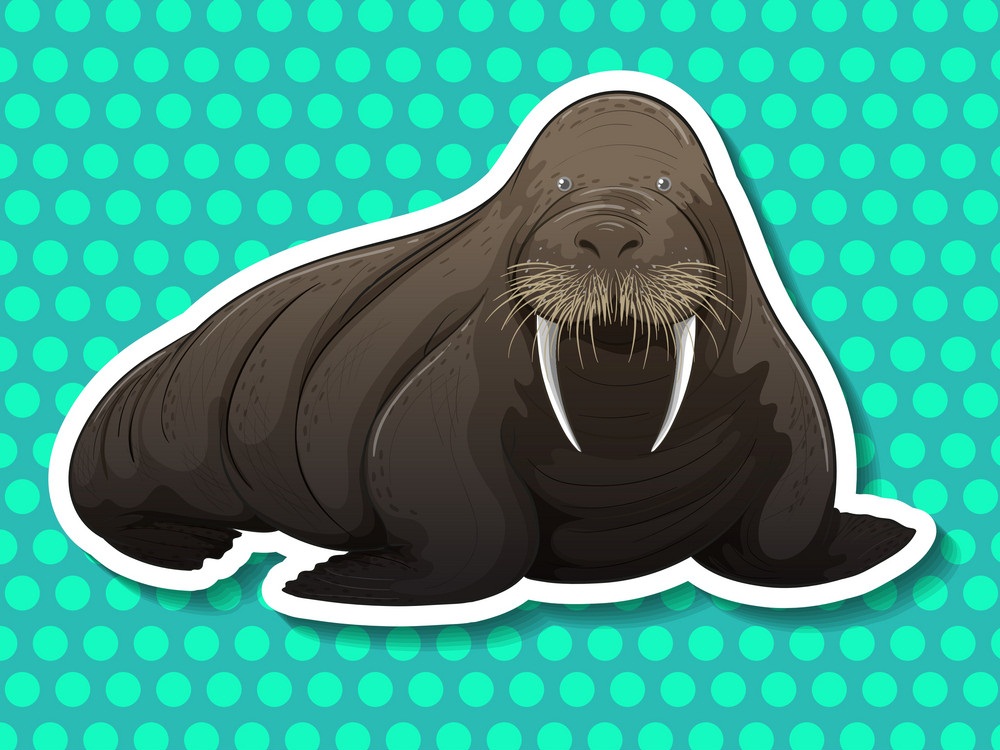 walrus sticker