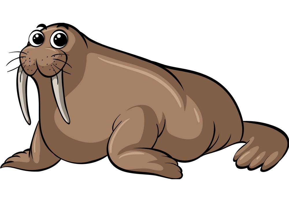 walrus with lovely eyes