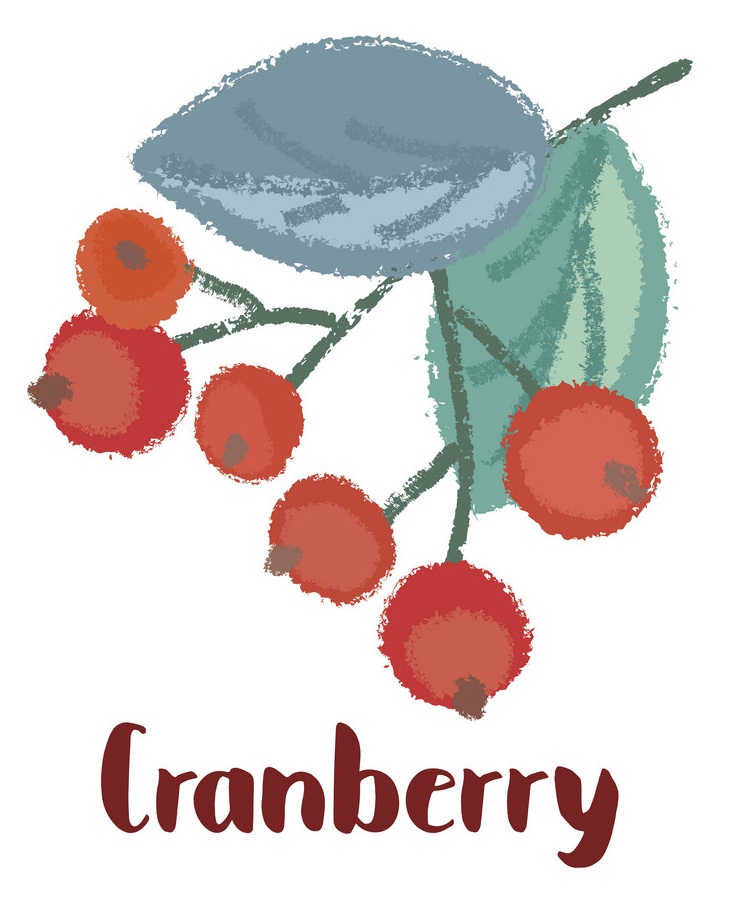 watercolor craneberry branch