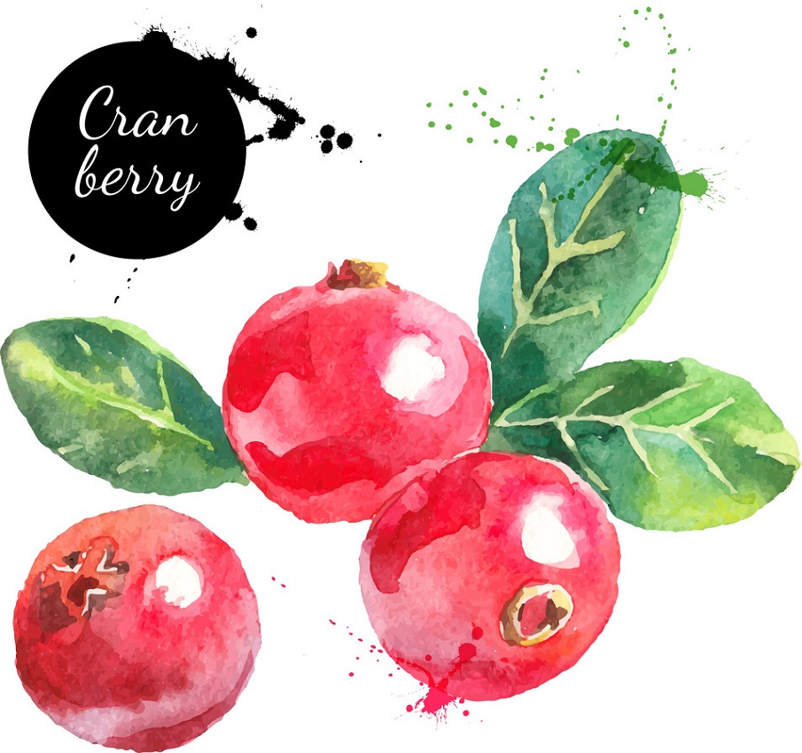 watercolor craneberry fruits