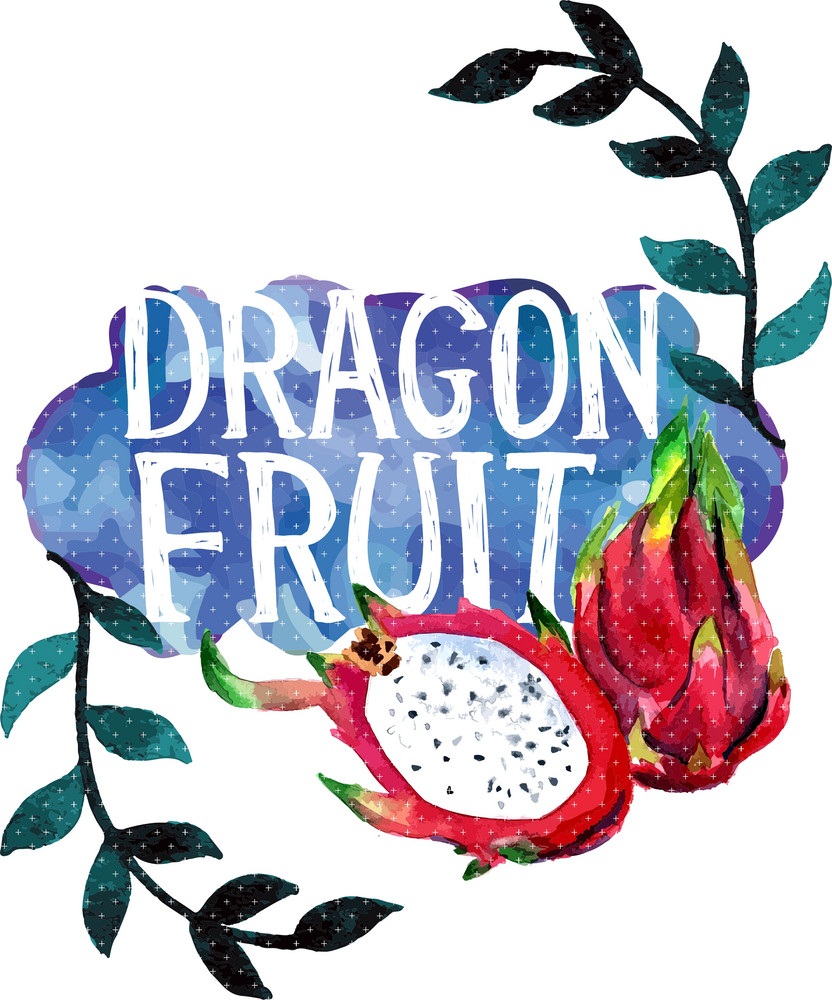 watercolor dragon fruit