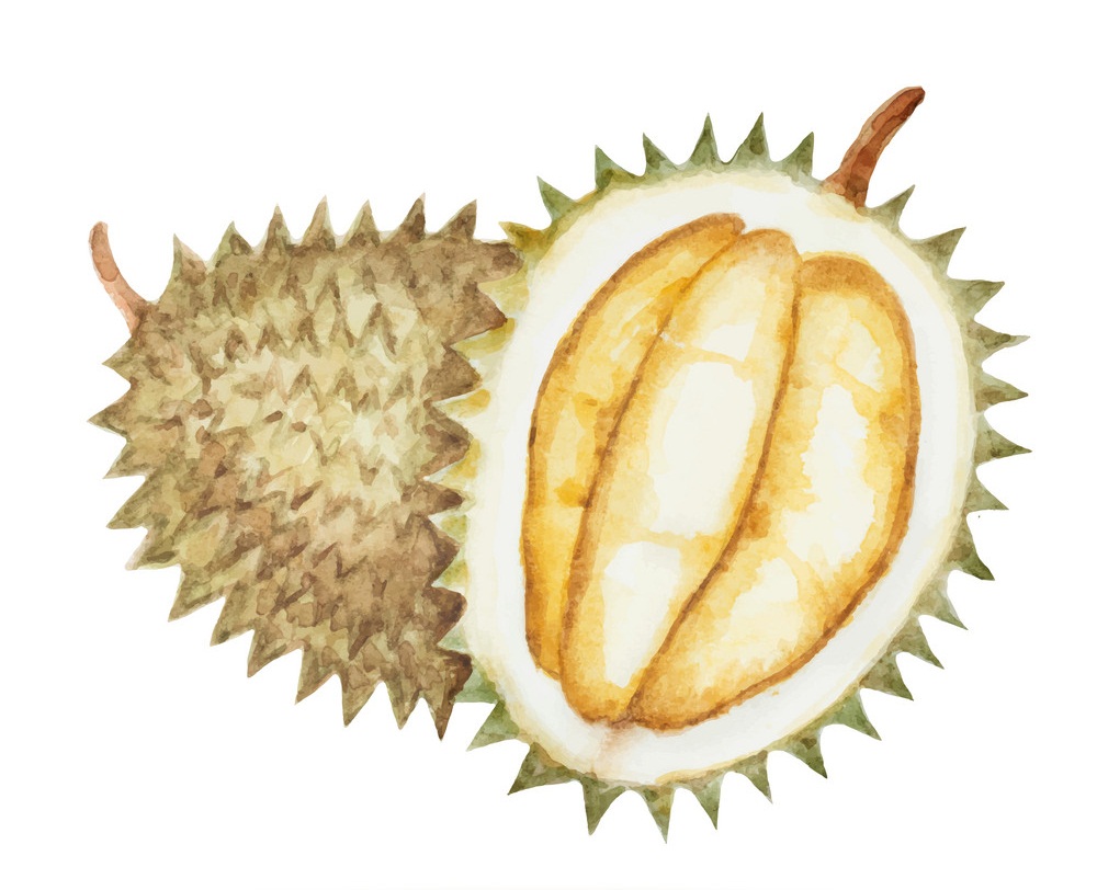 watercolor durian