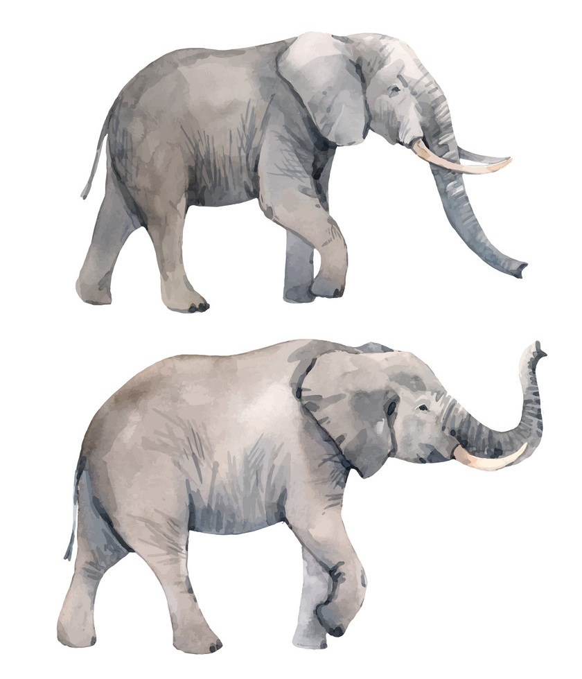 watercolor elephants