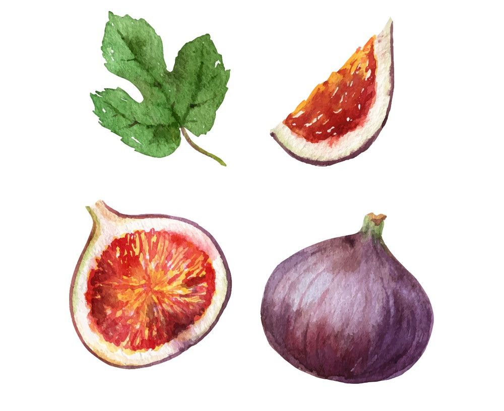watercolor figs fruits