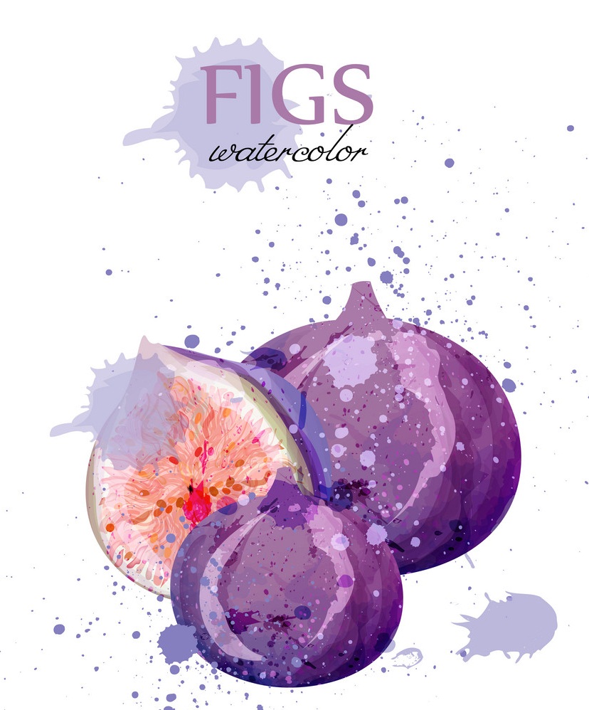 watercolor figs