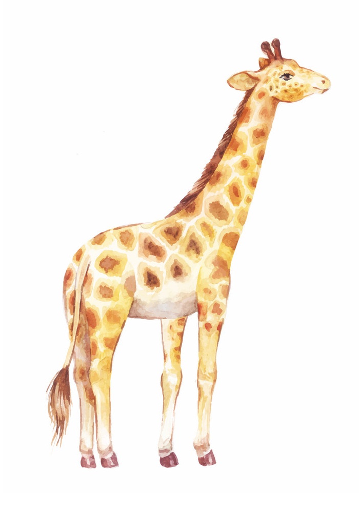 watercolor giraffe