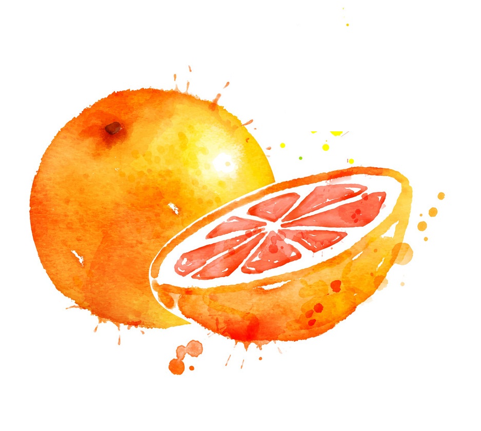 watercolor grapefruit