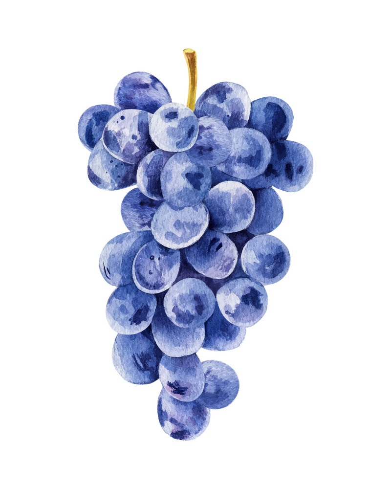 watercolor grapes