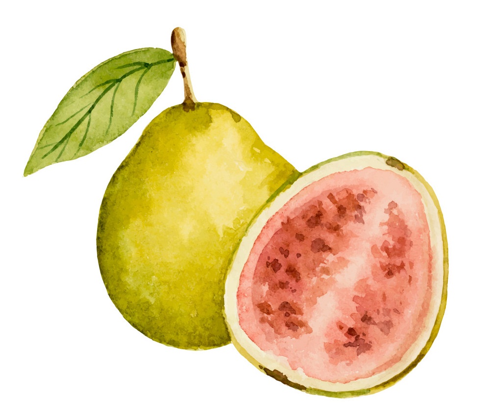 watercolor guava