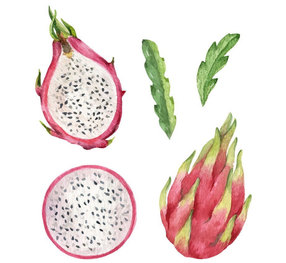 watercolor hand pink painted dragon fruit