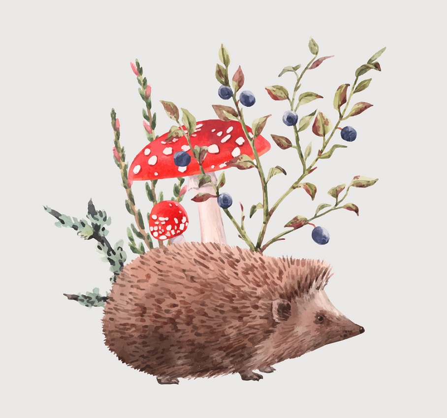 watercolor hedgehog