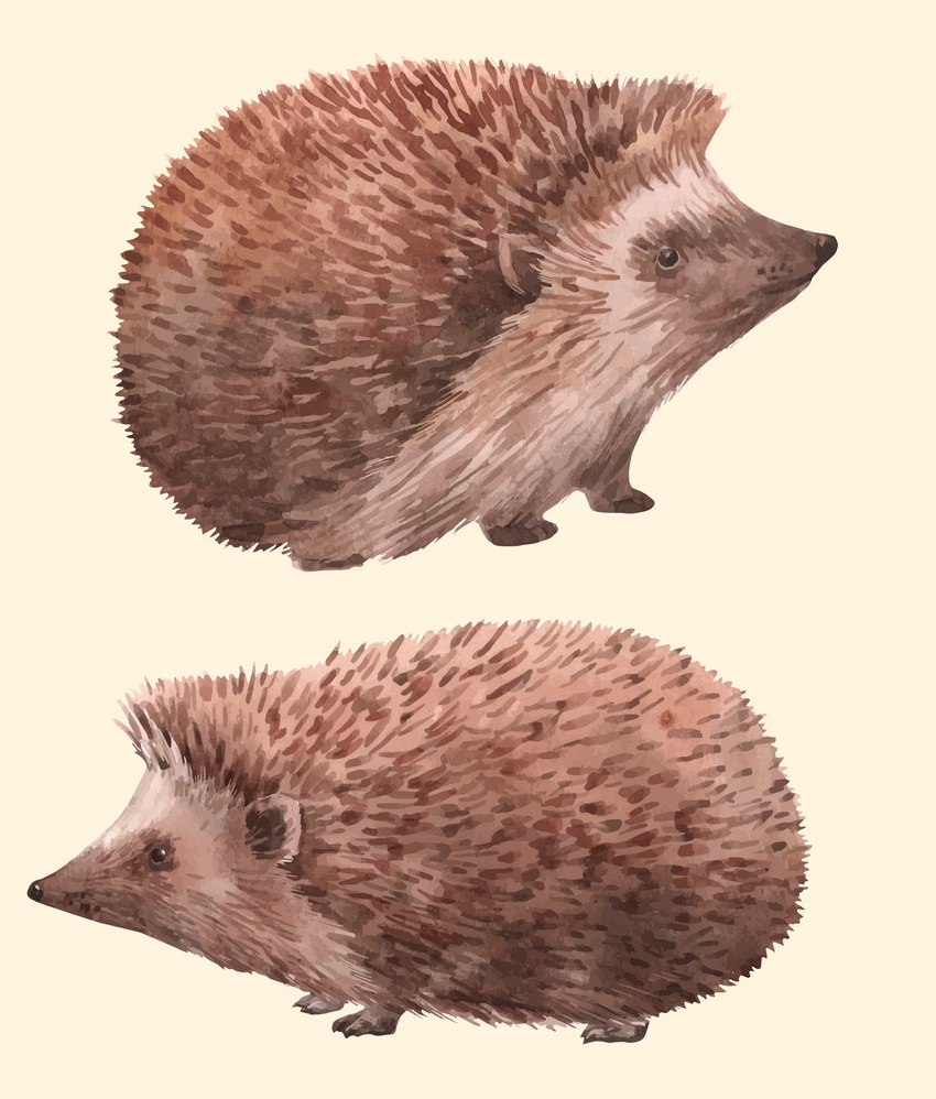 watercolor hedgehogs