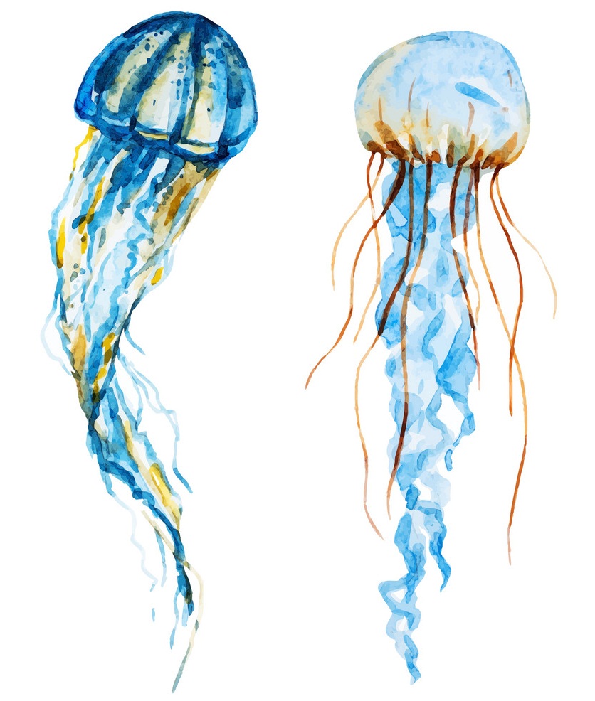 watercolor jellyfish