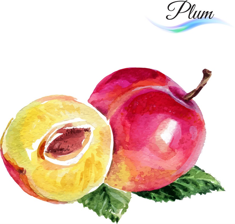 watercolor plum