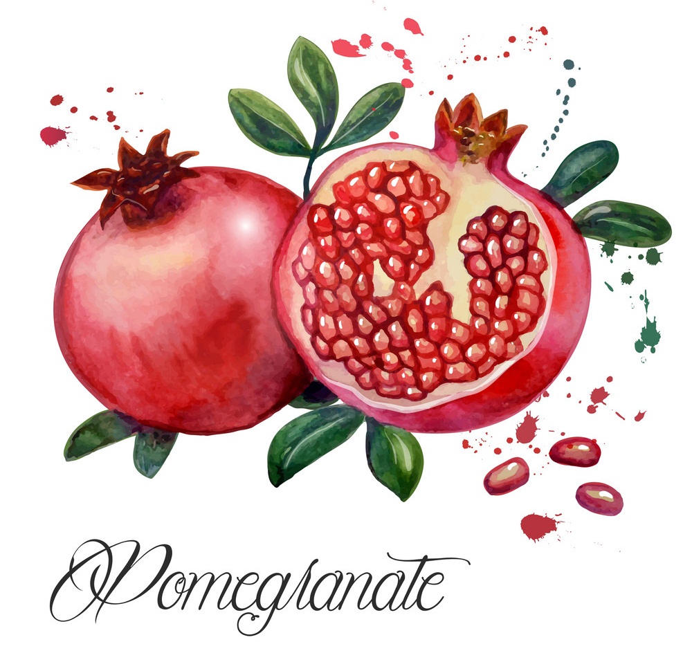 watercolor pommegranate fruit