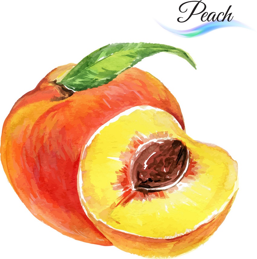 watercolor whole and half peach