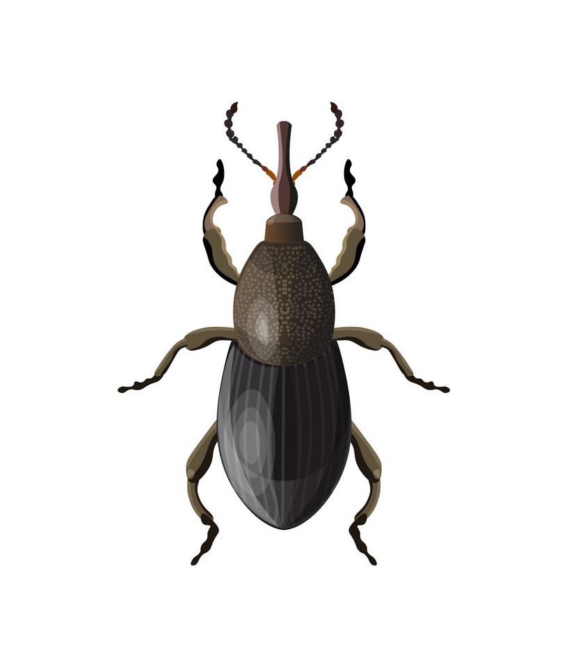 weevil beetle