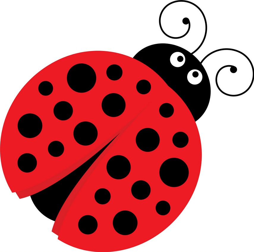 weird ladybug