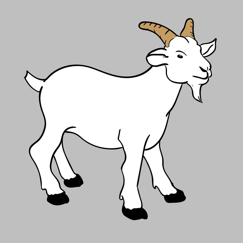 white goat on gray background