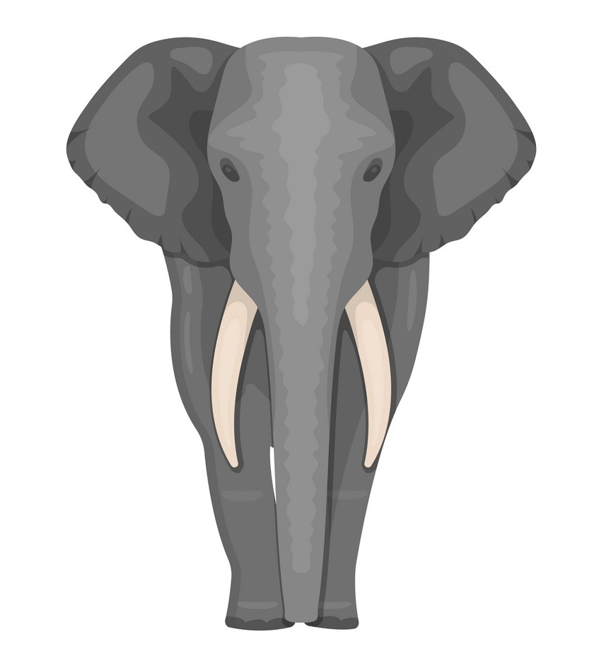 wild african elephant