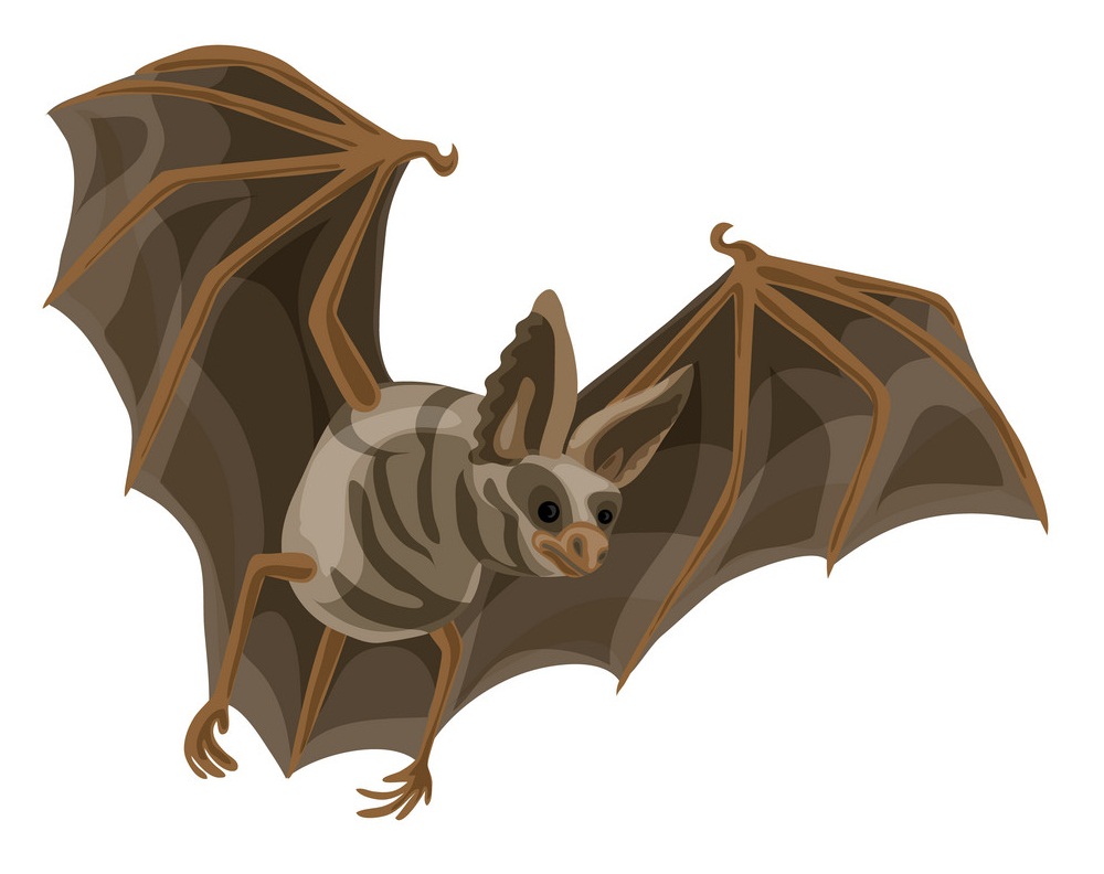 wild bat