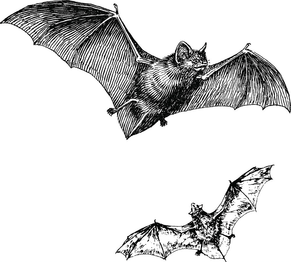 wild bats sketch