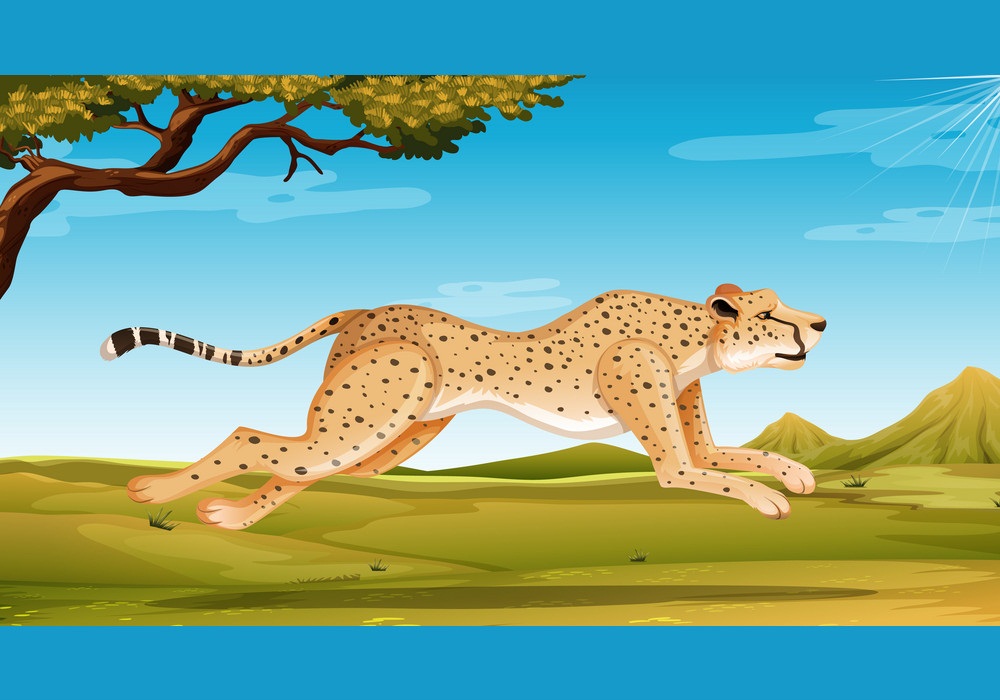wild cheetah running