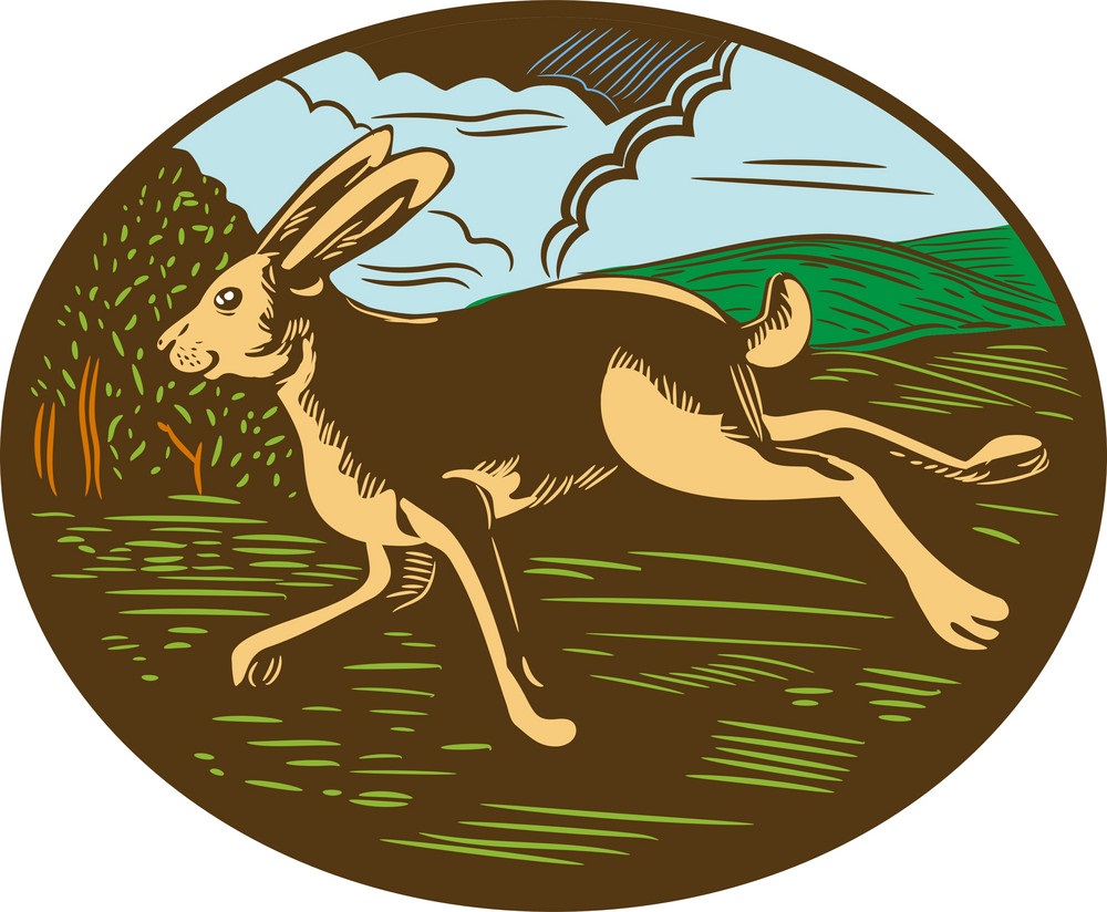 wild hare rabbit running