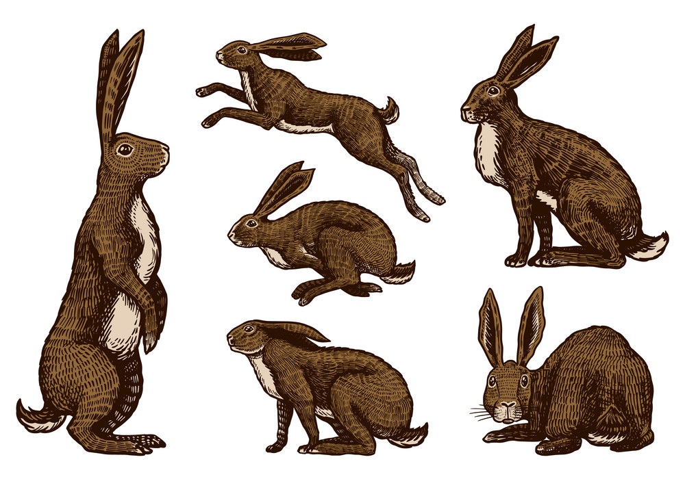 wild hares set