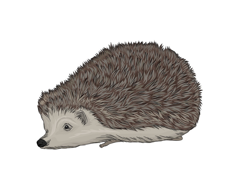 wild hedgehog