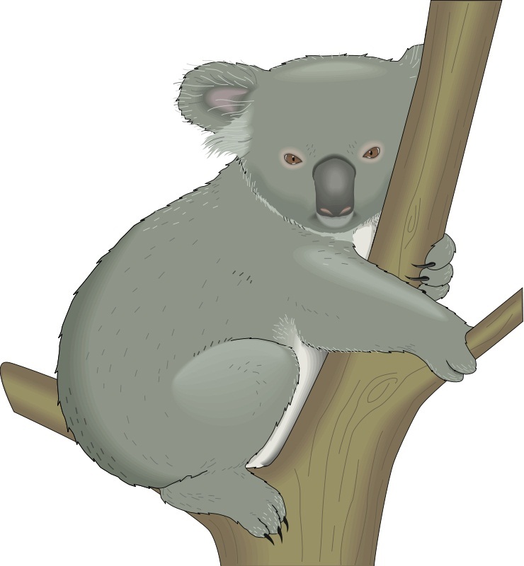 wild koala on a tree