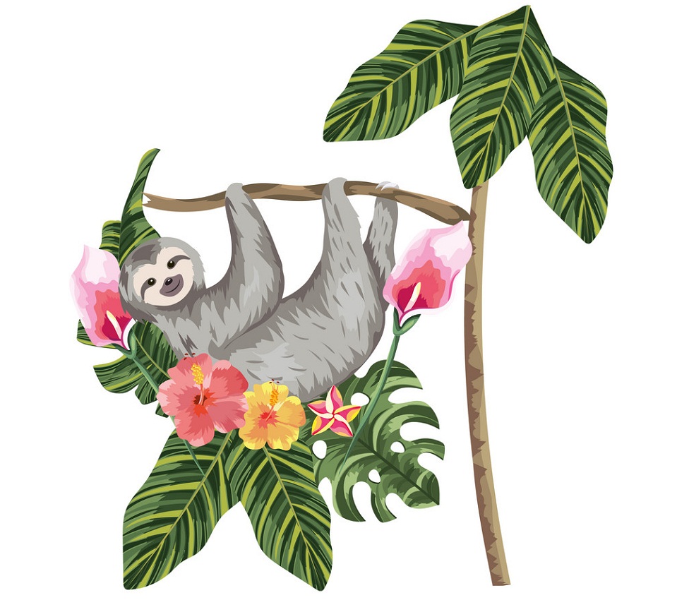 wild sloth hanging on a tree branch