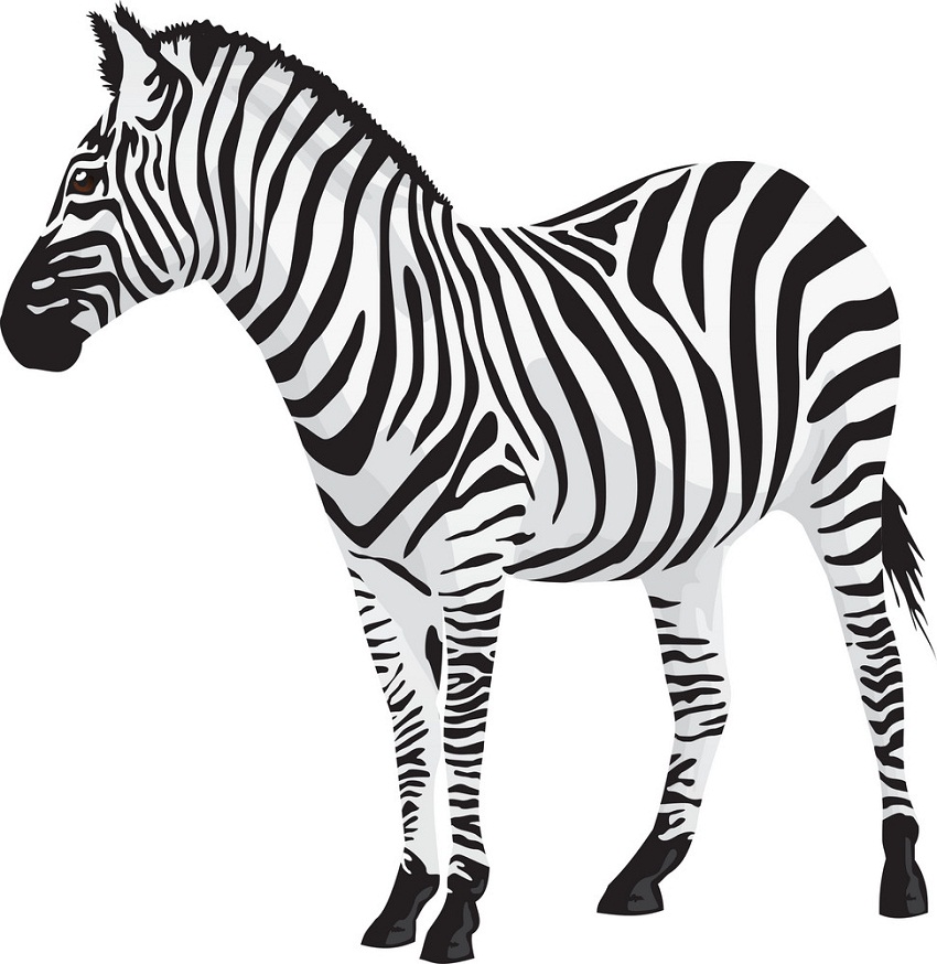 wild zebra 1
