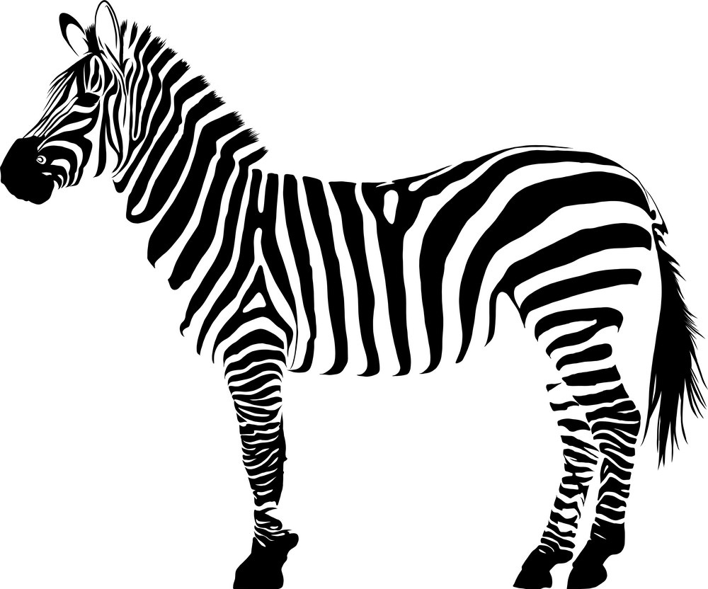 wild zebra