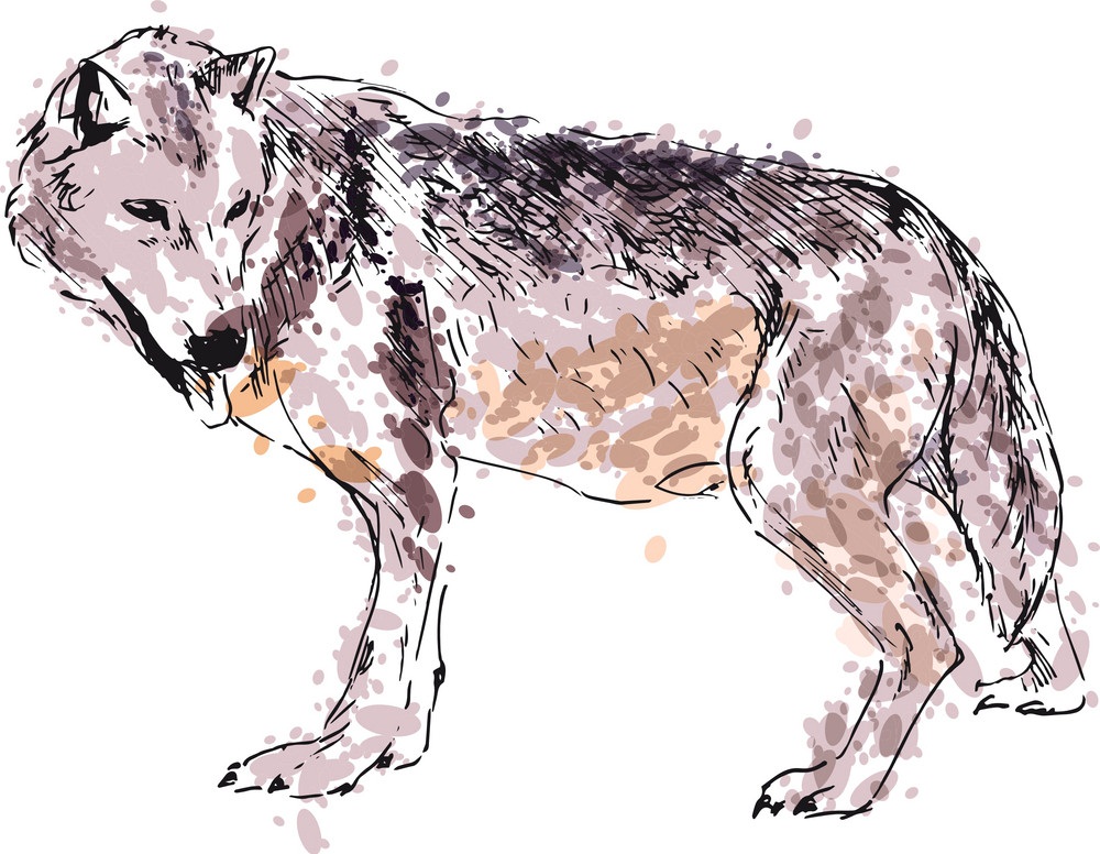 wolf hand drawn