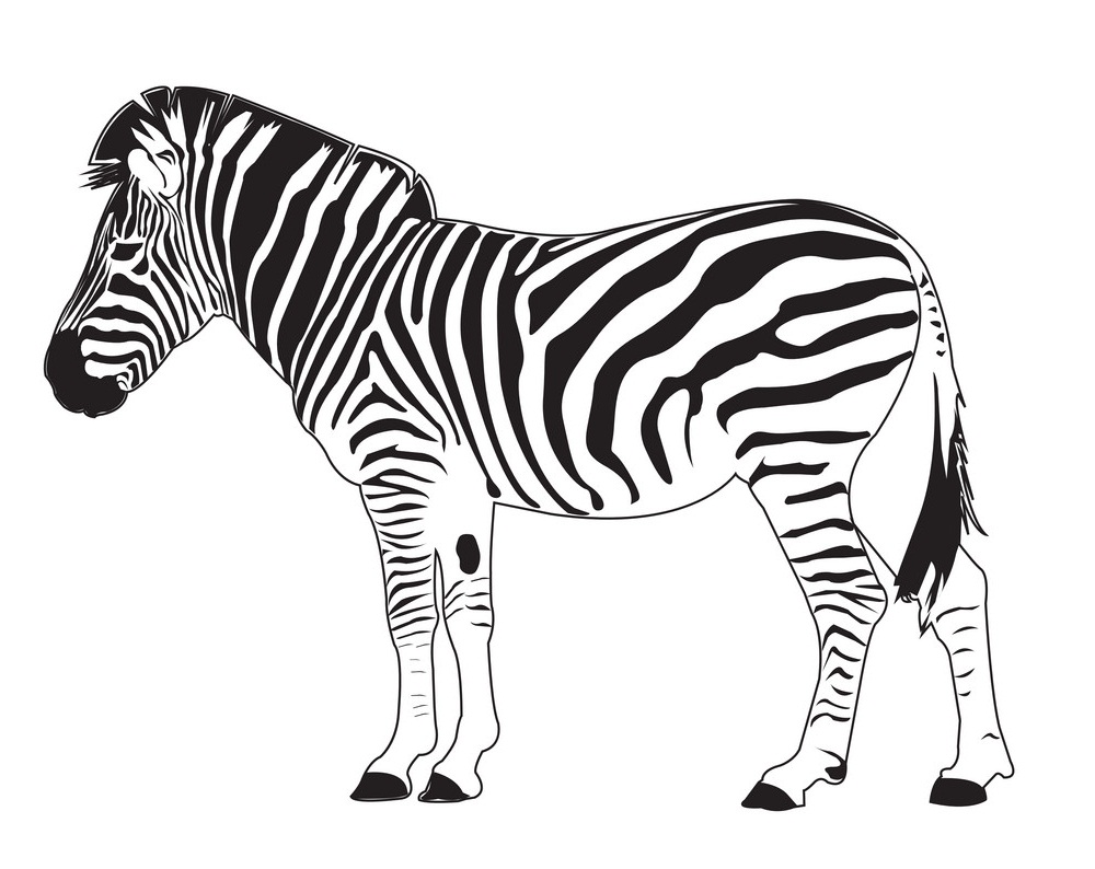 zebra is standing