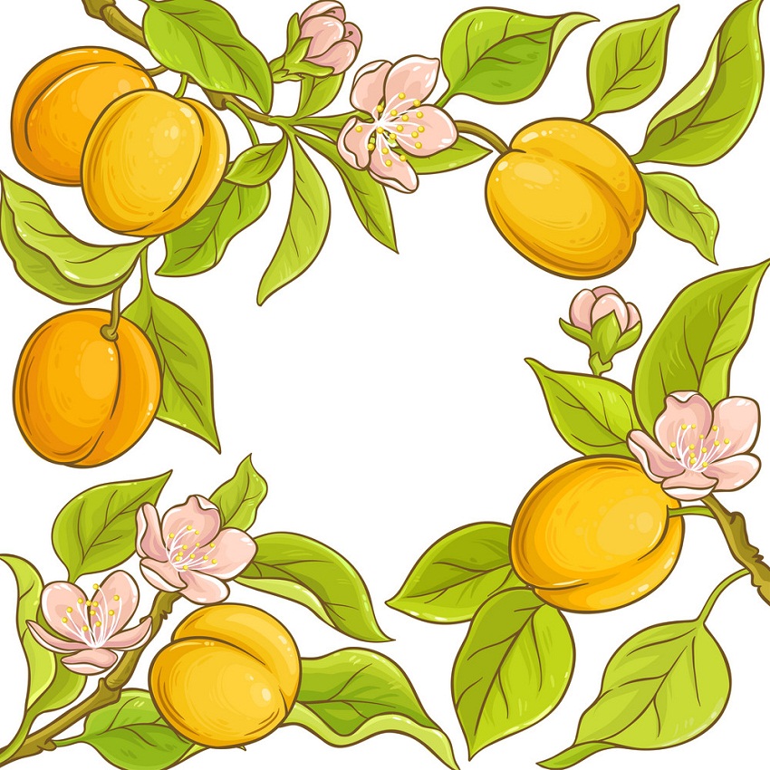 apricots frame