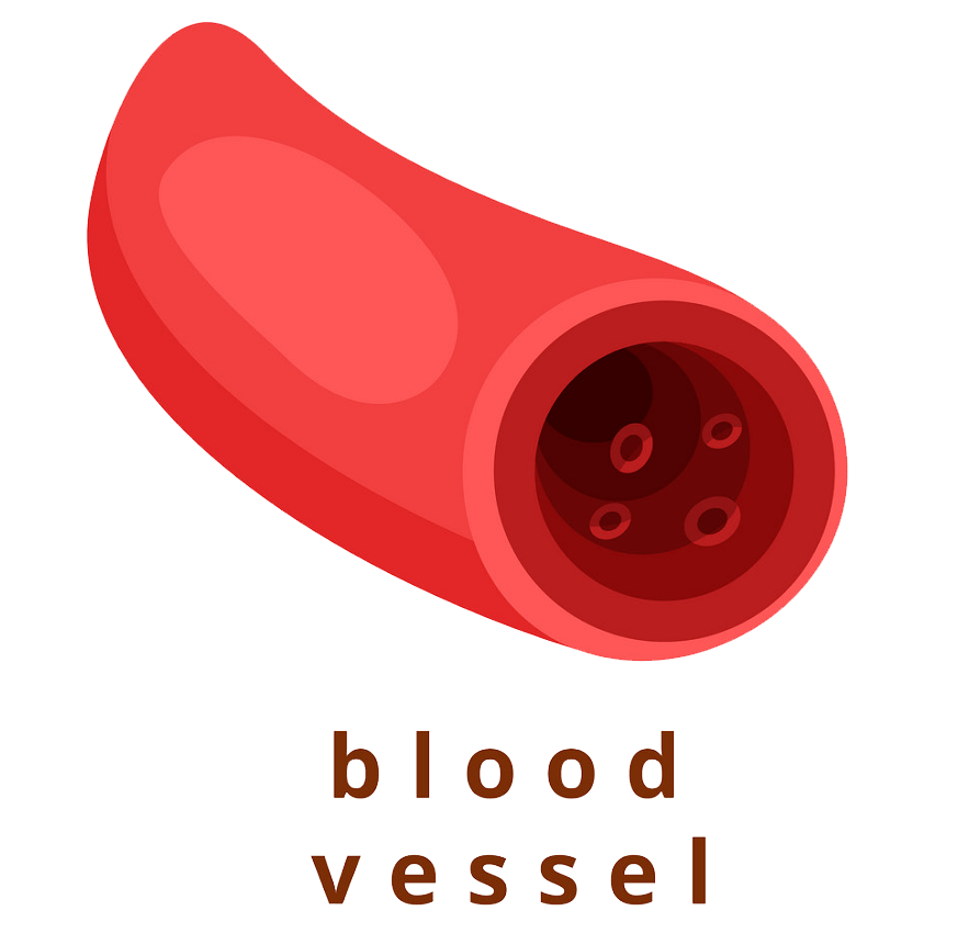 blood vessel transparent