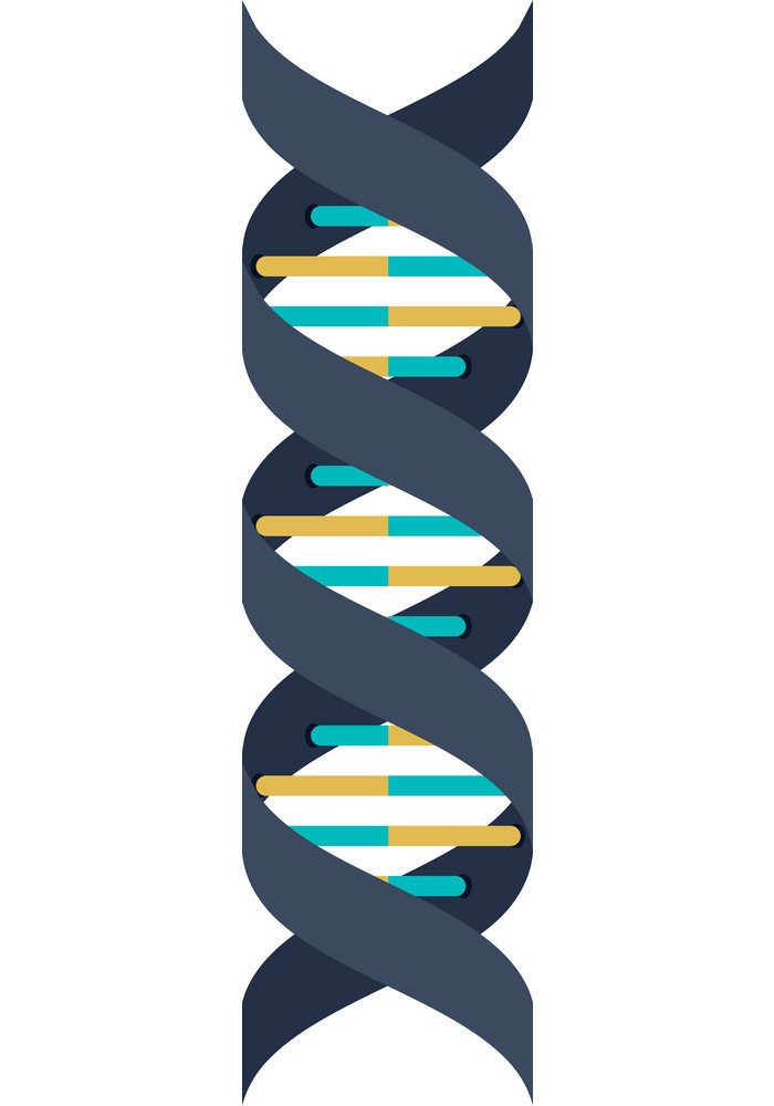 dna structure genetic