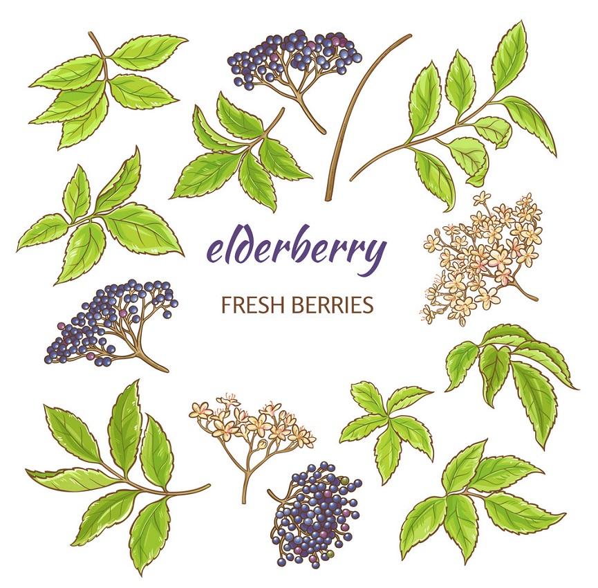 elderberries and leaves