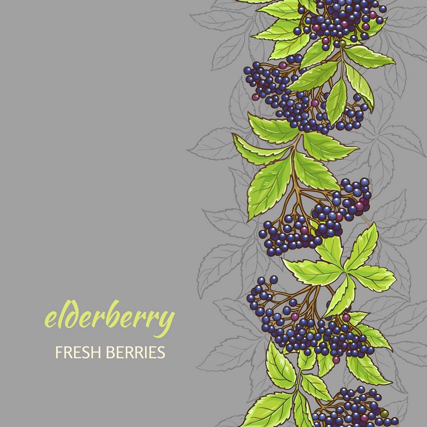 elderberry background