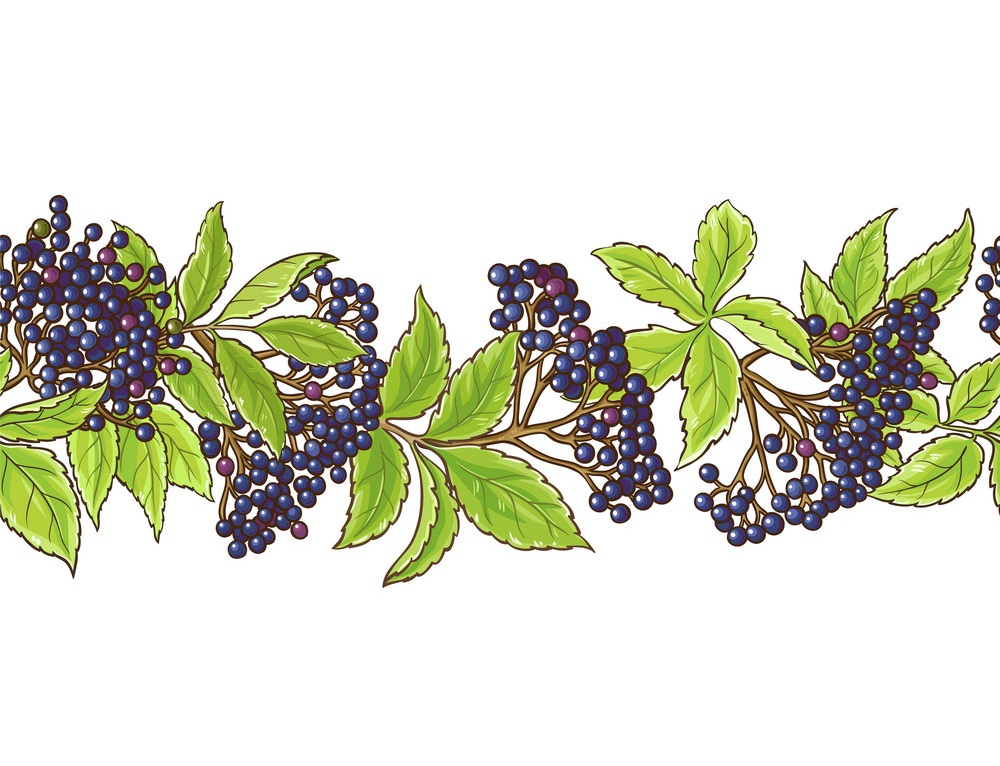 elderberry branch pattern