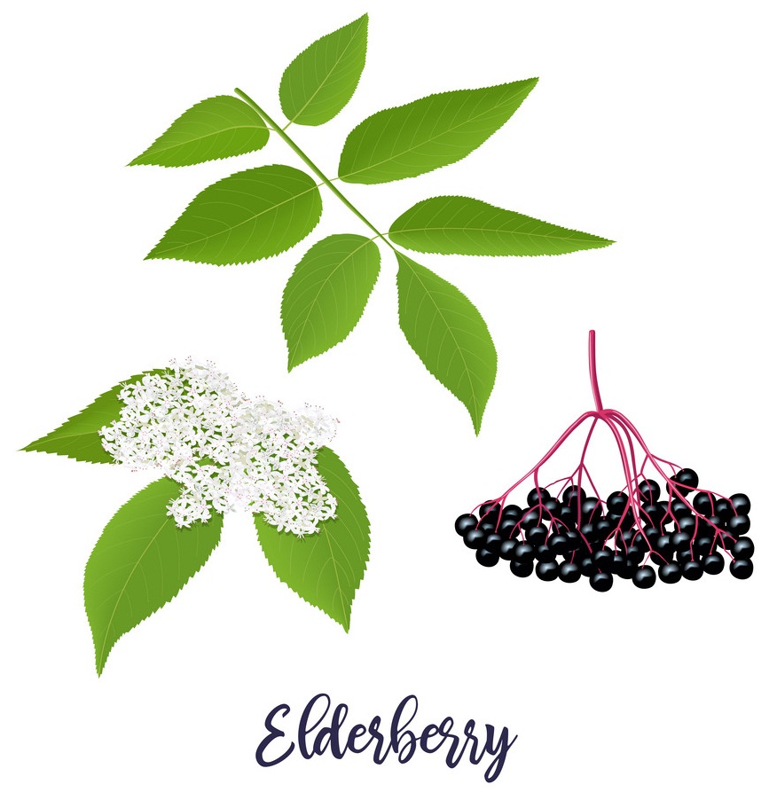 Elderberry Clipart