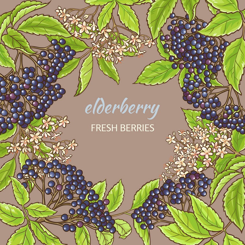elderberry frame